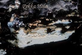 Attēlu rezultāti vaicājumam “Antrodia pulvinascens”