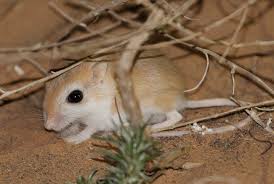Image result for Gerbil