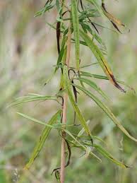Attēlu rezultāti vaicājumam “Symphyotrichum x salignum leaf”