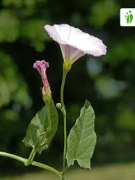 Attēlu rezultāti vaicājumam “Convolvulus arvensis”