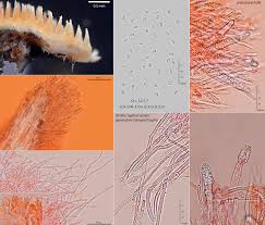 Attēlu rezultāti vaicājumam “Steccherinum ochraceum”