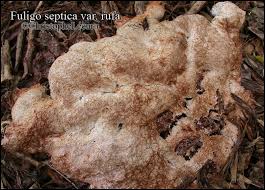 Attēlu rezultāti vaicājumam “Fuligo septica cf. rufa”