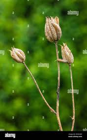 Attēlu rezultāti vaicājumam “Aquilegia vulgaris bud”
