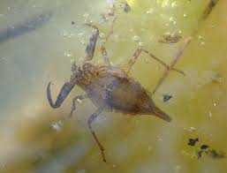 Attēlu rezultāti vaicājumam “Nepa cinerea nymph”