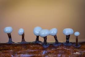 Attēlu rezultāti vaicājumam “Physarum penetrale macro”