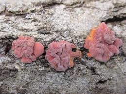 Attēlu rezultāti vaicājumam “Peniophora rufa”