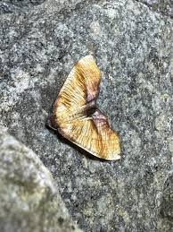 Attēlu rezultāti vaicājumam “Plagodis dolabraria”