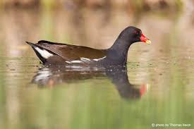 Attēlu rezultāti vaicājumam “Gallinula chloropus adult”