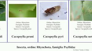 Attēlu rezultāti vaicājumam “Trioza dispar”