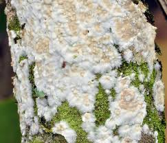 Attēlu rezultāti vaicājumam “Cylindrobasidium evolvens”