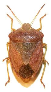 Attēlu rezultāti vaicājumam “Palomena prasina”