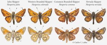 Attēlu rezultāti vaicājumam “Hesperia comma female”