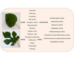 Attēlu rezultāti vaicājumam “Morus alba leaf”