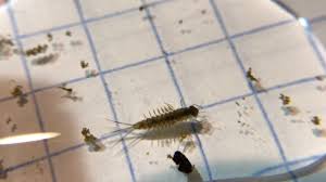 Attēlu rezultāti vaicājumam “Ephemeroptera larvae”