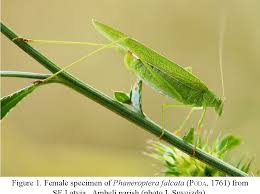 Attēlu rezultāti vaicājumam “Phaneroptera falcata”