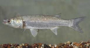 Image result for Liza ramada