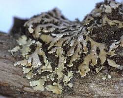 Attēlu rezultāti vaicājumam “Physconia detersa”