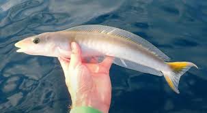 Image result for Malacanthus plumieri