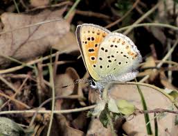 Attēlu rezultāti vaicājumam “Lycaena tityrus female”