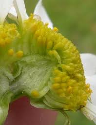 Attēlu rezultāti vaicājumam “Tripleurospermum inodorum leaf”