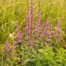 Image result for Blutweiderich