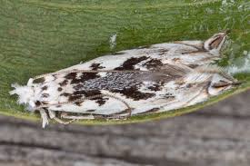 Attēlu rezultāti vaicājumam “Tineidae”