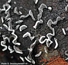 Attēlu rezultāti vaicājumam “Physarum bivalve”