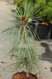Attēlu rezultāti vaicājumam “Pinus”