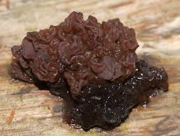 Attēlu rezultāti vaicājumam “Ascotremella faginea”