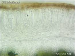 Attēlu rezultāti vaicājumam “Stemonitopsis hyperopta var. landewaldii macro”