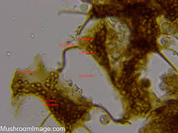 Attēlu rezultāti vaicājumam “Cribraria ferruginea”