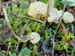 Attēlu rezultāti vaicājumam “Physarum murinum spores”