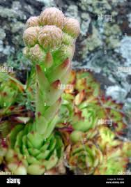 Attēlu rezultāti vaicājumam “Jovibarba globifera flower”