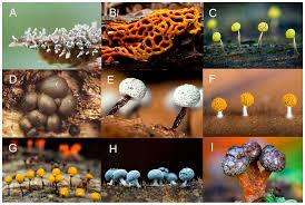 Attēlu rezultāti vaicājumam “myxomicetes”