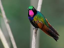 Attēlu rezultāti vaicājumam “Lamproderma gulielmae macro”