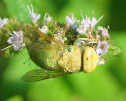 Attēlu rezultāti vaicājumam “Atylotus sp.”