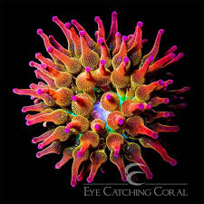 Attēlu rezultāti vaicājumam “Anemone”