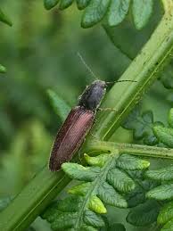 Attēlu rezultāti vaicājumam “Athous sp.”