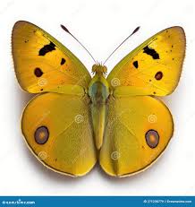 Attēlu rezultāti vaicājumam “Colias croceus”