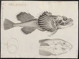 Image result for Myoxocephalus quadricornis