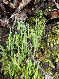 Attēlu rezultāti vaicājumam “Cladonia norvegica”