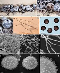 Attēlu rezultāti vaicājumam “Diderma tigrinum”