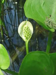 Attēlu rezultāti vaicājumam “Calla palustris flower”