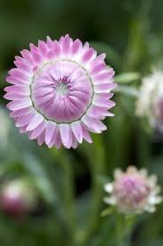 Image result for Helichrysum bracteatum