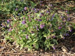 Image result for Lungenkraut