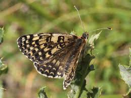 Attēlu rezultāti vaicājumam “Melitaea phoebe upperside”