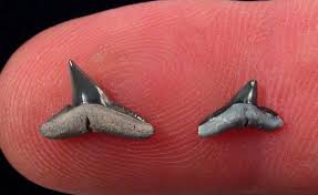 Image result for Sphyrna zygaena