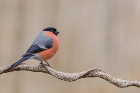 Attēlu rezultāti vaicājumam “Pyrrhula pyrrhula”