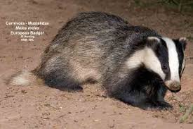 Attēlu rezultāti vaicājumam “Meles meles”