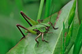 Attēlu rezultāti vaicājumam “Decticus verrucivorus nymph”